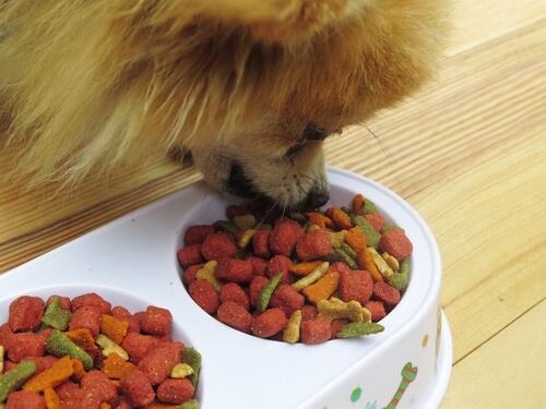 ¿Cómo elegir el mejor concentrado para perros?