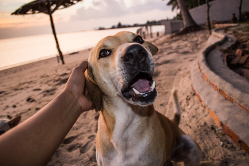 Dog being petted on the beach