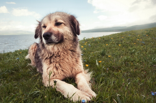 7 causas de problemas de comportamiento en perros