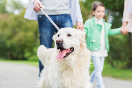 10 cosas que tu perro hace por ti 10 cosas que tu perro hace por ti