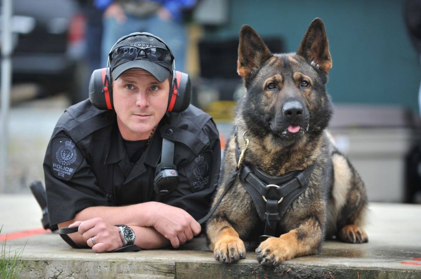 Policeman training with a German Shepherd police dog