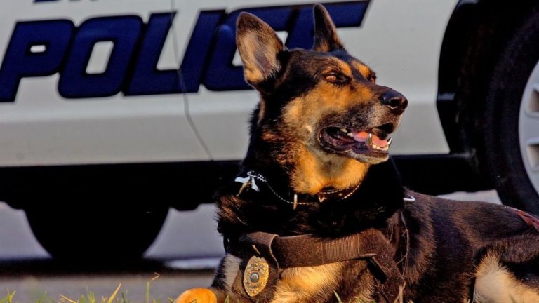 Un perro policía se jubila