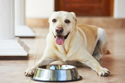 8 errores más comunes a la hora de alimentar a tu perro