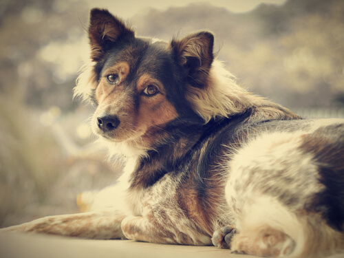 Sé libre de la soledad: ¡adopta un perro!