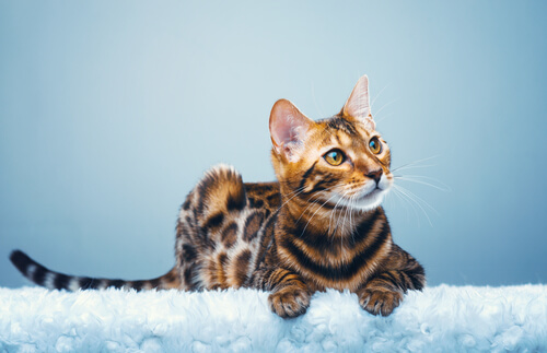 The Bengal cat has a striking dappled coat.