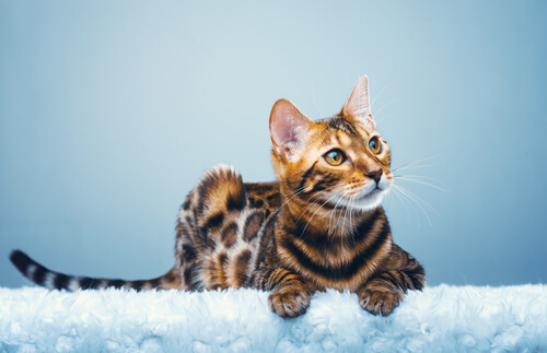 Gato Bengala, un leopardo en miniatura en casa