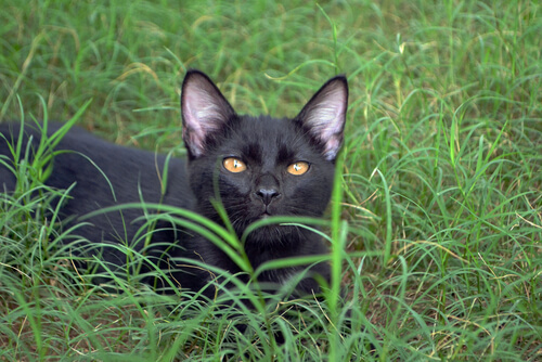 Gatto nero sull'erba.