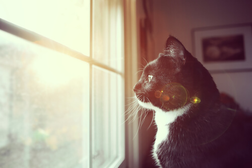 7 formas de saber si tu gato es sordo