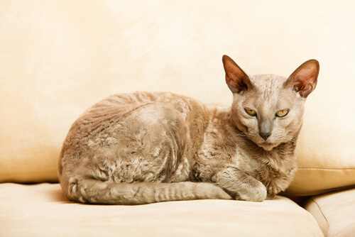 Gato mau egipcio en el sofa