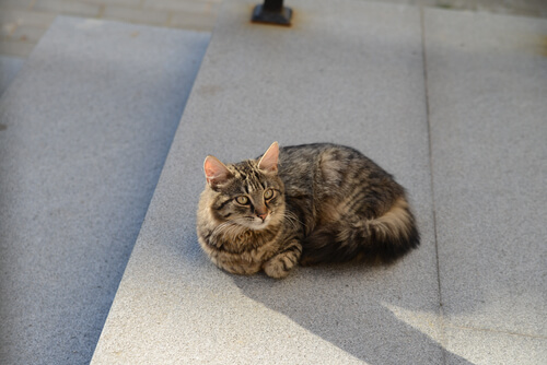 Un gato quedó atrapado en el Museo Guggenheim en Bilbao