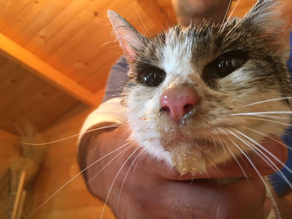 gato rescatado del terremoto de italia