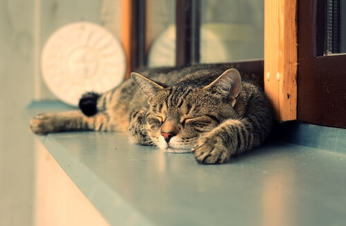 7 razones por las que los gatos duermen más de día que de noche