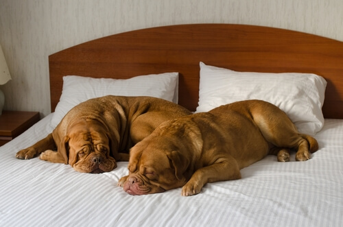 ¿Cómo escoger un buen hotel para perros?