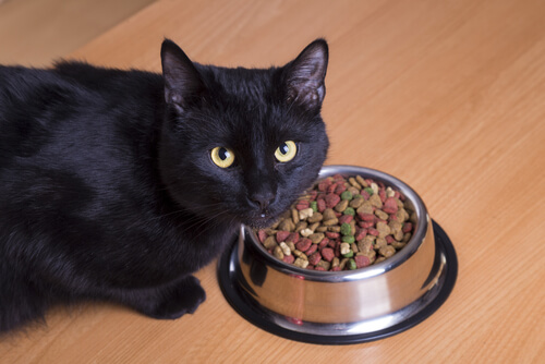 Juego para gatos por la comida
