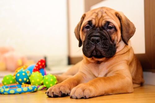 Dog laying on the floor with a toy
