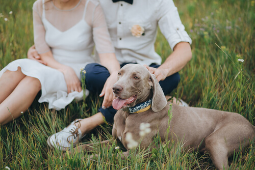 ¿Quieres llevar a tu perro al día de tu boda?