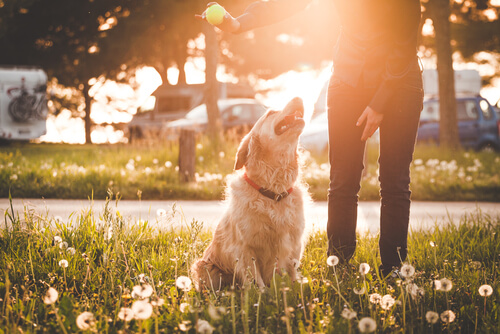 Person playing with a dog in a field