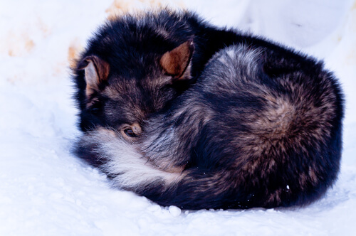 perra-encontrada-en-la-nieve-2
