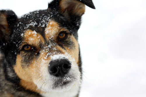 Una perra fue encontrada congelada de frío en la cima de una montaña