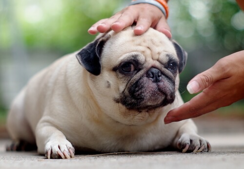 Los peligros del sobrepeso en perros