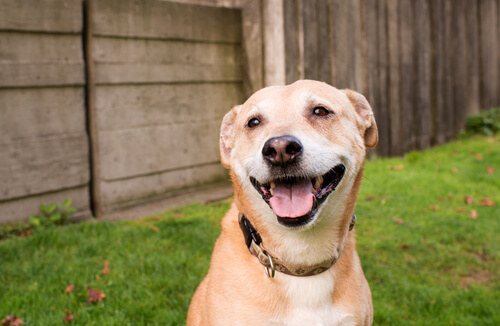 La sonrisa de los perros se refleja en toda su cara