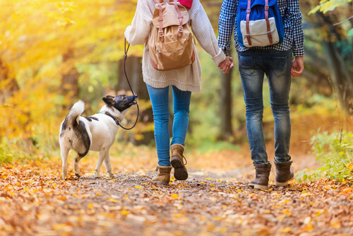 Perro de paseo