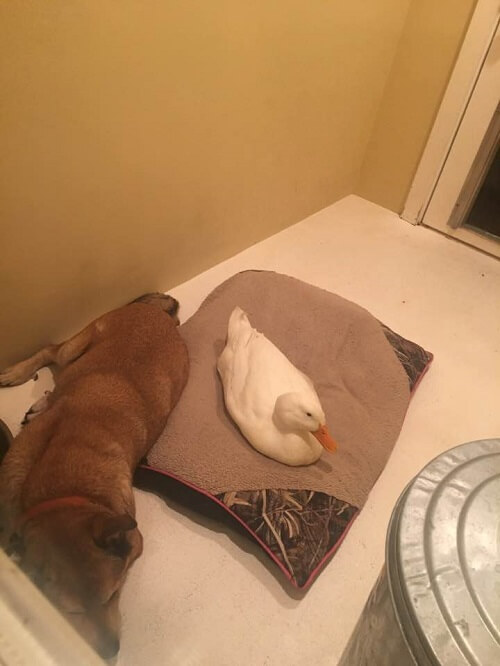 Perro deprimido con su amigo pato