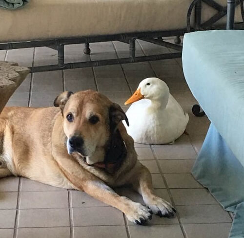 Un perro deprimido vuelve a estar alegre gracias a su nuevo amigo pato