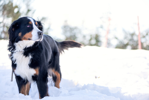 ¡Quiero ir a la nieve con mi perro!