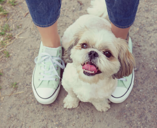 ¿Por qué a los perros les gusta ponerse en nuestros pies?