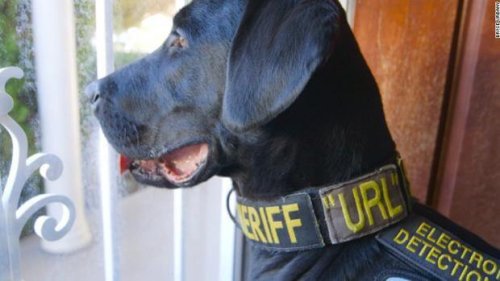 Un perro policía que descubre los archivos porno