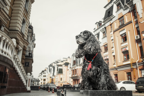 Un nuevo trabajo para tu mascota: perros modelo