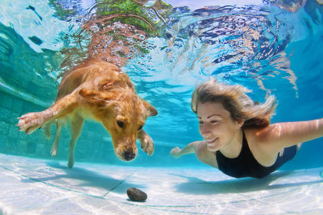 Gracias a un invento ruso los perros podrán respirar bajo el agua