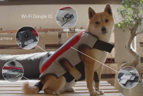 Posting Tail, un dispositivo que detecta la felicidad de tu perro