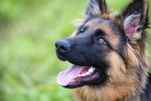 Potencia la autoconfianza en tu perro