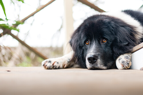 ¿Pueden los perros tener problemas emocionales?