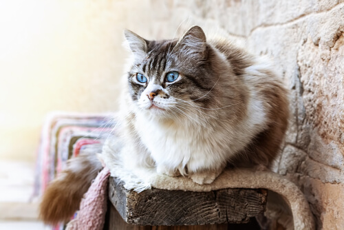  Ragdoll cat sitting on a mantle 