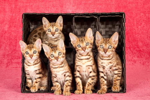 raza-de-gatos-gato-bengala