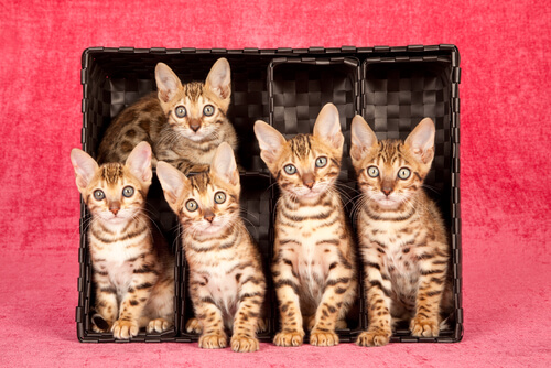 7 razas de gatos que te encantarán