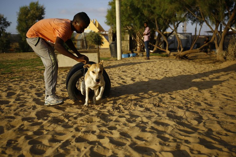 Perros en Gaza ya tienen un refugio