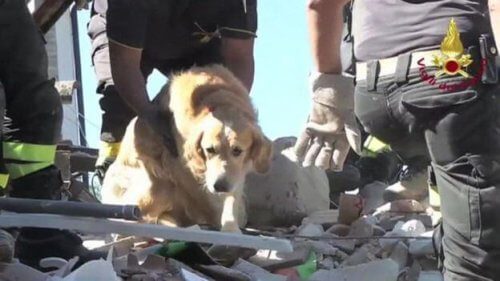 Rescataron a un perro 9 días después del terremoto Rescataron a un perro 9 días después del terremoto
