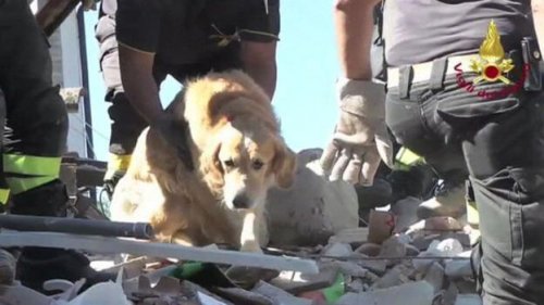 Rescataron a un perro 9 días después del terremoto