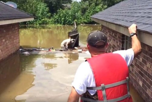 Man rescuing a Pit bull from a flood