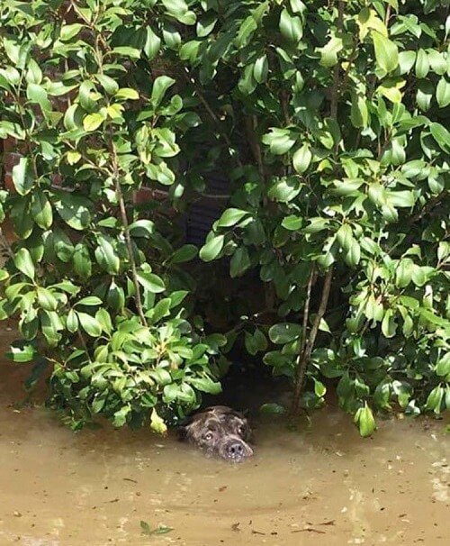 Pitbull drowning in a flood
