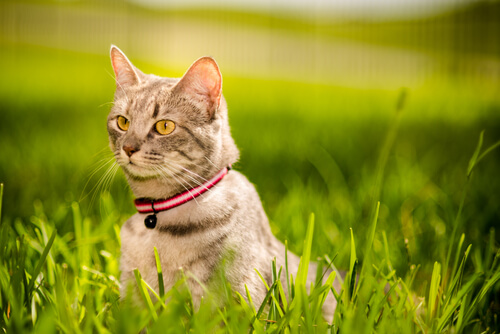 Claves para fortalecer el vínculo con tu gato Claves para fortalecer el vínculo con tu gato