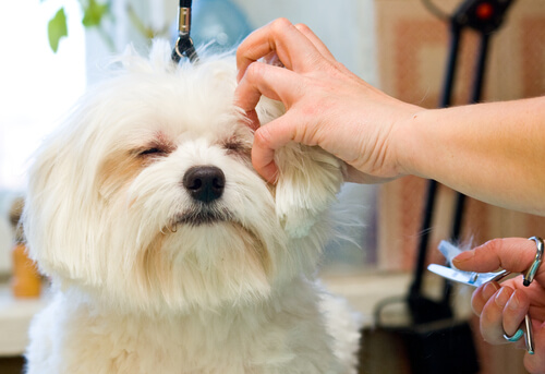 ¿Tu perro tiene el pelo duro? ¡Apúntate a la técnica Stripping!