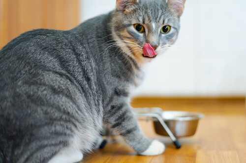 El mejor pienso para gatos; alimenta bien a tu felino