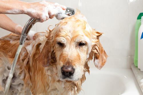 9 mitos sobre el baño de los perros