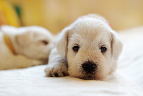 Conoce los beneficios del aceite de oliva para las mascotas