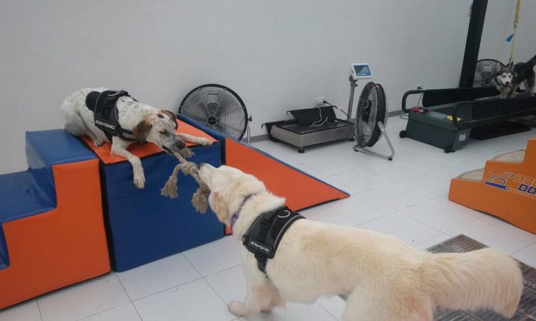 Body Dog, el primer gimnasio para perros